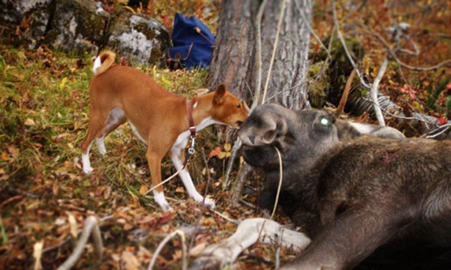 Basenji snuser på elg. Foto.